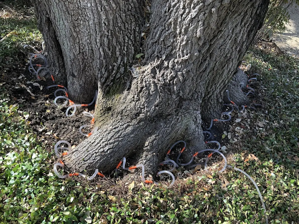 Detailed Tree Cabling and Bracing job site in Walnut Springs