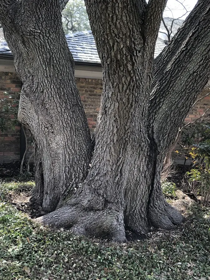 Mature heritage tree close to a Walnut Springs property cared for by certified arborists